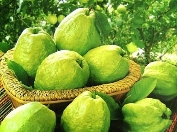 Chiêm bao thấy hái ổi ở cây nhà mình