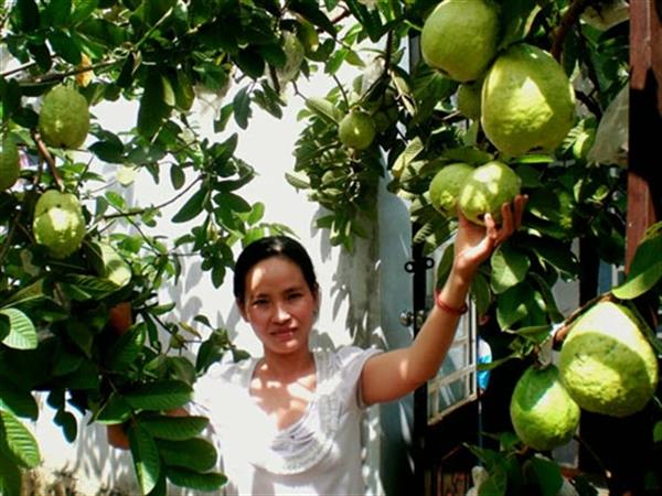 mơ thấy hái ổi