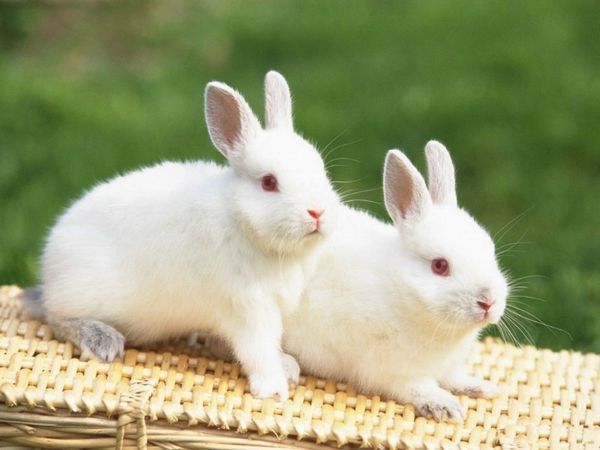 Mơ thấy con thỏ là điềm gì, ghi con lô nào dễ trúng? Mơ thấy con thỏ là điềm gì, ghi con lô nào dễ trúng?