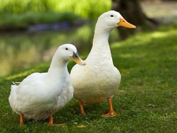 Mơ thấy con vịt có điềm báo gì? đánh số nào trúng? Mơ thấy con vịt có điềm báo gì? đánh số nào trúng?