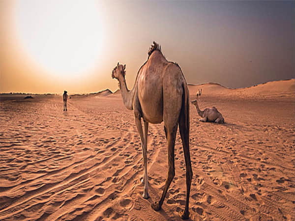 Mơ thấy lạc đà điềm báo gì