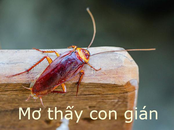 Mơ thấy gián đánh con gì
