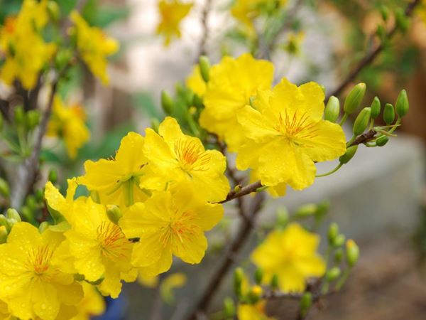 Mơ thấy hoa mai báo hiệu điều gì – Đánh số mấy may mắn?