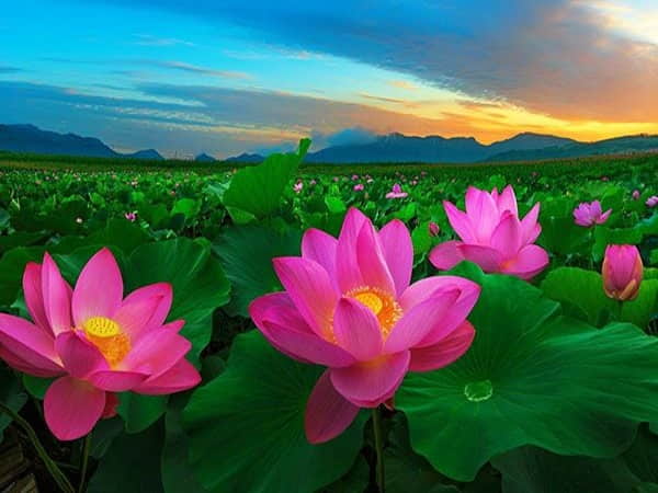 Mơ thấy hoa Sen chọn con gì