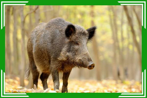 Giải mã giấc mơ thấy con lợn rừng là điềm báo gì