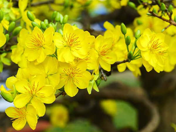 Mơ thấy hoa mai đánh con gì chuẩn xác?