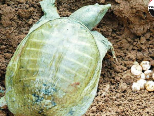 Trong giấc mơ thấy con ba ba đẻ trứng