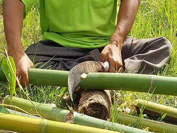Nằm mơ thấy chặt cây chọn con gì gặp may mắn
