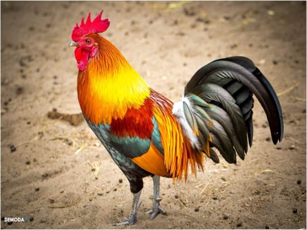 Mơ thấy gà trống chọn ngay con số mấy
