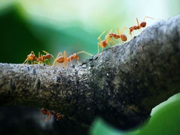Nằm mơ thấy đàn kiến đánh tất tay cặp số nào