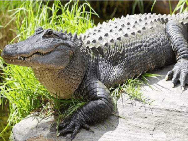 Giải mã giấc mơ thấy cá sấu