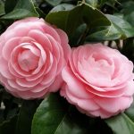 Nằm mơ thấy con dê đánh số mấy? con gì dễ trúng đề