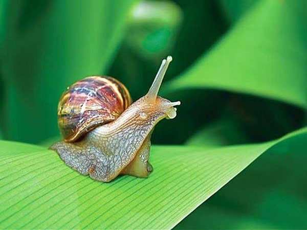 Nằm mơ thấy con ốc sên chọn con gì gặp may