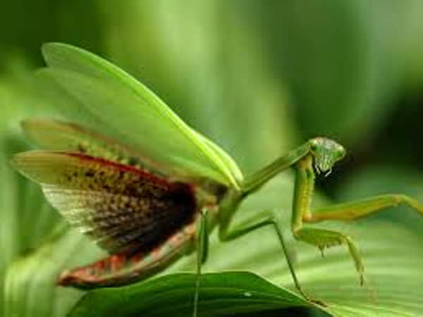 Mơ thấy con bọ ngựa chọn con gì? Cặp số nào may mắn nhất