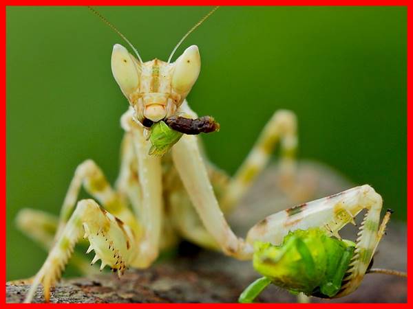 Mơ thấy con bọ ngựa đánh con gì? Điềm báo ý nghĩa giấc mộng