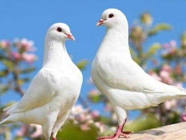 Ý nghĩa giấc chiêm bao thấy chim bồ câu con
