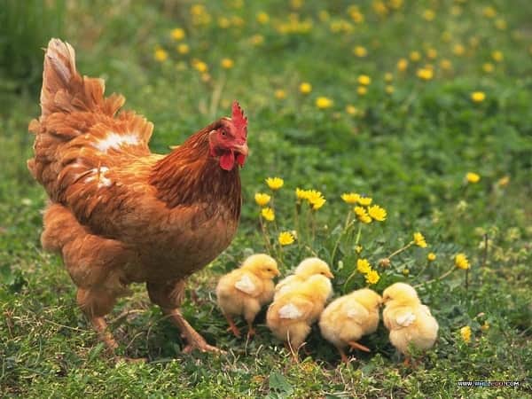 Nằm mơ thấy gà mái đánh con gì chuẩn dễ trúng thưởng nhất?