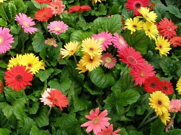 Mơ thấy hoa đồng tiền đánh con gì, là điềm đen hay đỏ? Mơ thấy hoa đồng tiền đánh con gì, là điềm đen hay đỏ?