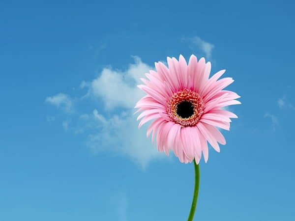 Ý nghĩa giấc mơ thấy hoa đồng tiền