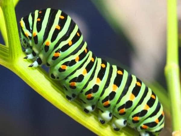 Nằm mơ thấy con sâu có ý nghĩa gì