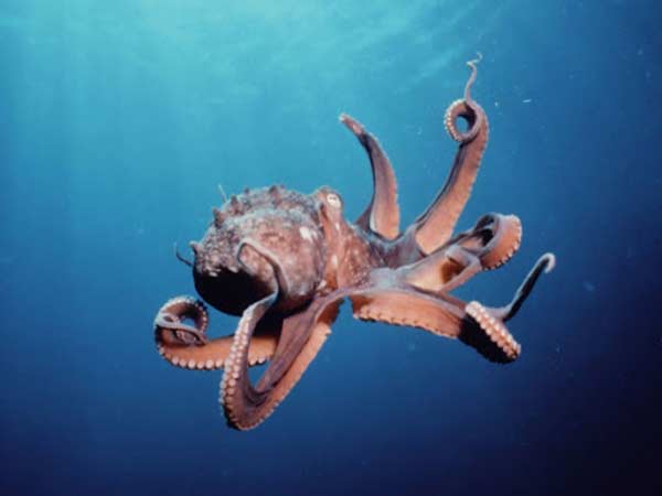 Nằm mơ thấy bạch tuộc đánh con gì dễ ăn?