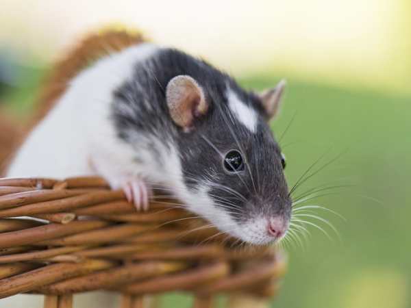 Con chuột số mấy? Mơ thấy con chuột là điềm may hay rủi?