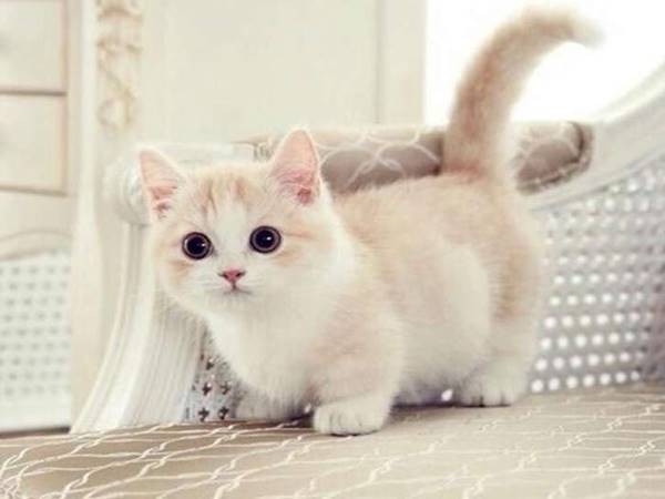 Mèo con số mấy? Nằm mơ thấy mèo con đánh số mấy  2