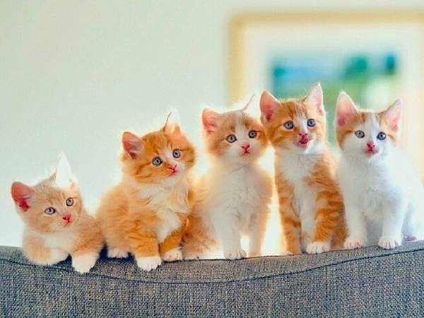 Mèo con số mấy? Nằm mơ thấy mèo con đánh số mấy 