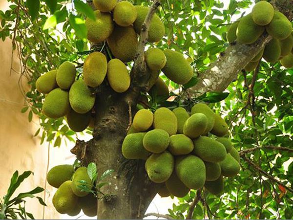 Mơ thấy quả mít đánh số mấy, dự báo điềm hung hay cát?