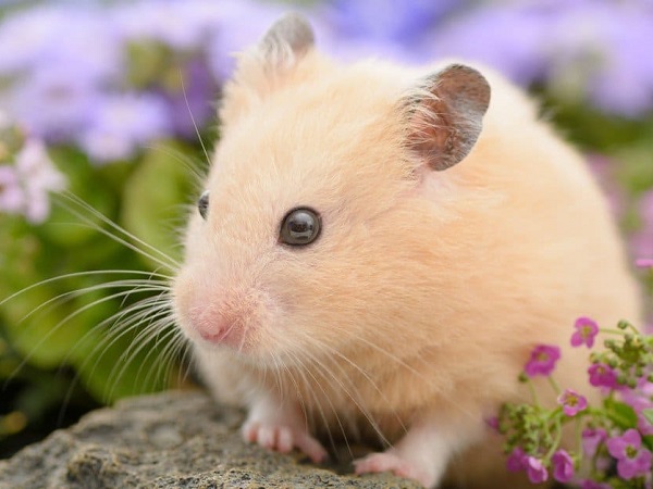 Giải mã giấc mơ thấy chuột dự báo điềm lành hay dữ sắp tới?