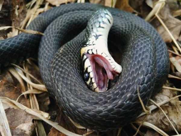 Phân tích ý nghĩa giấc mơ thấy giết rắn dự báo may hay rủi?