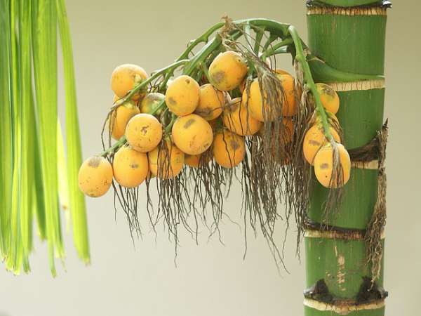mơ thấy quả cau