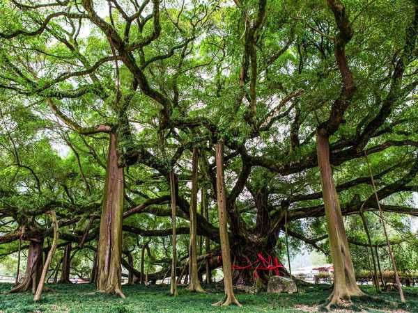 Mơ thấy cây cổ thụ đánh con gì, là điềm tốt hay xấu?