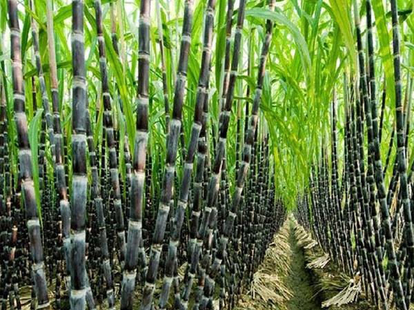Mơ thấy cây mía là số mấy, báo mộng điềm gì?