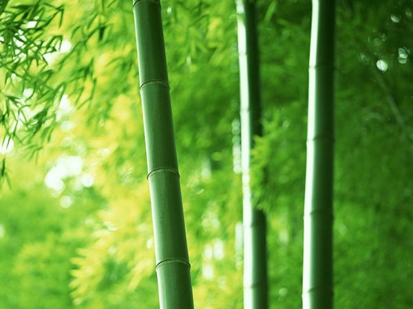 Mơ thấy cây tre đánh con gì đổi đời, dự báo điềm gì?