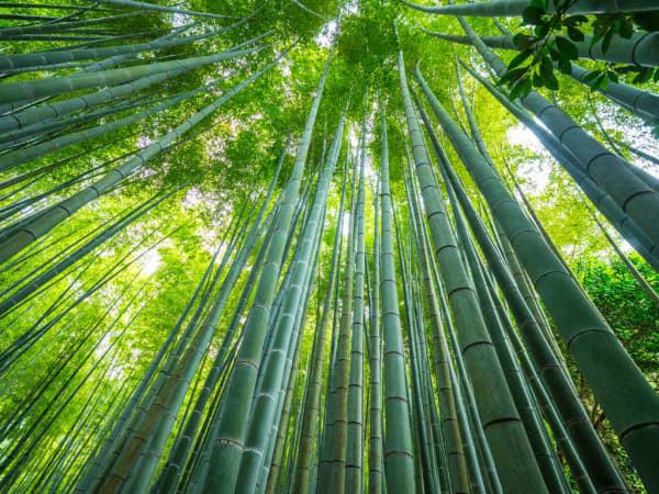 Mơ thấy cây tre đánh con gì đổi đời, dự báo điềm gì?
