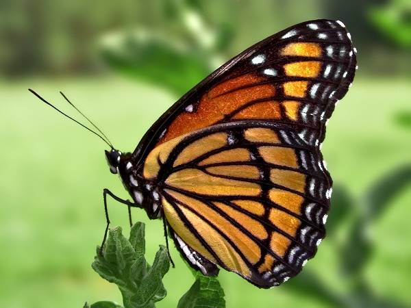 Giải mã giấc mơ thấy bướm là số mấy? là điềm gì?