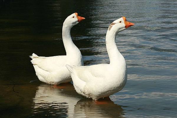 Giải mã ý nghĩa giấc mơ thấy con ngỗng