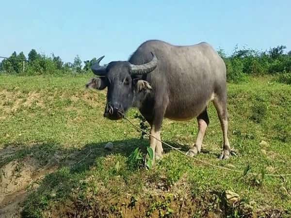 Giải mã ý nghĩa giấc mơ thấy con trâu