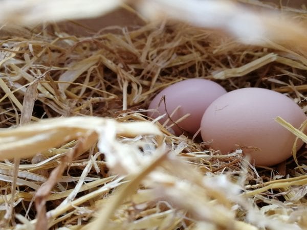Phân tích ý nghĩa giấc mơ thấy trứng gà dự báo may mắn hay tai họa sắp tới?