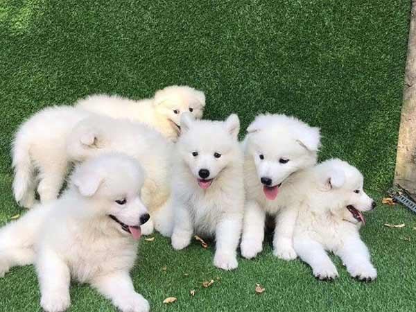 mơ thấy chó trắng