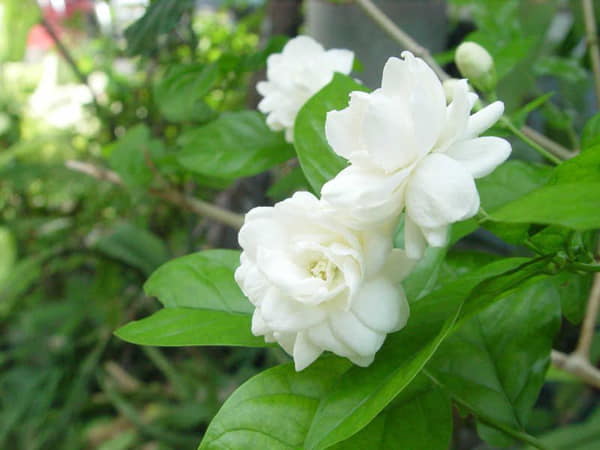 Nhìn thấy hoa Nhài có ý nghĩa gì