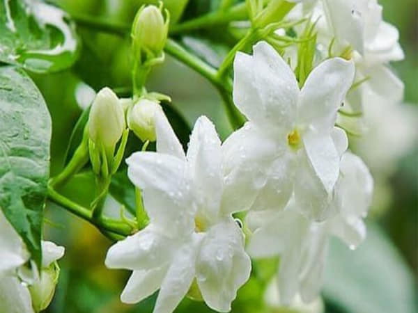 Nhìn thấy hoa nhài chọn số gì