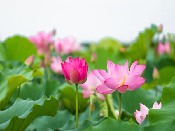 Nhìn thấy hoa sen chọn số nào gặp may