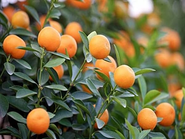 Nhìn thấy quả quất chọn số nào