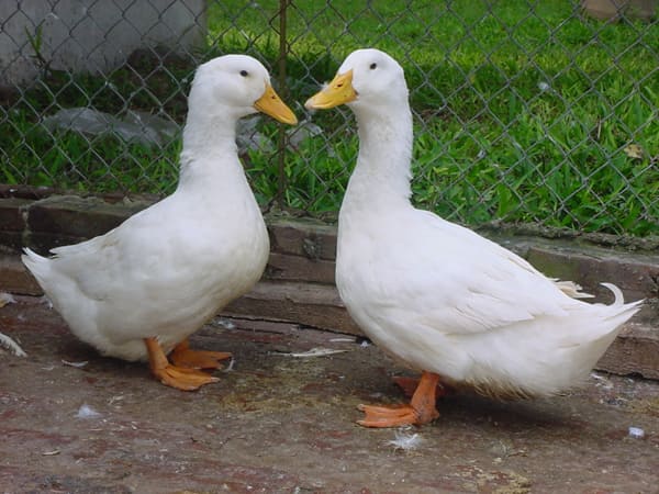 Nhìn thấy con ngan, gặp con ngan có ý nghĩa gì