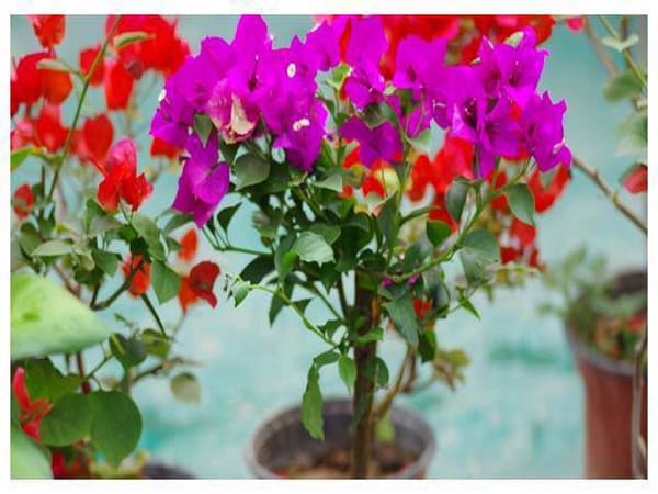 Nhìn thấy hoa giấy có ý nghĩa gì