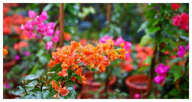 Thấy hoa giấy chọn số nào để thần tài gõ cửa