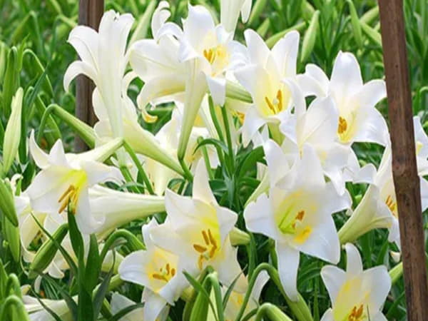 Nhìn thấy hoa Nhài chọn số nào gặp may