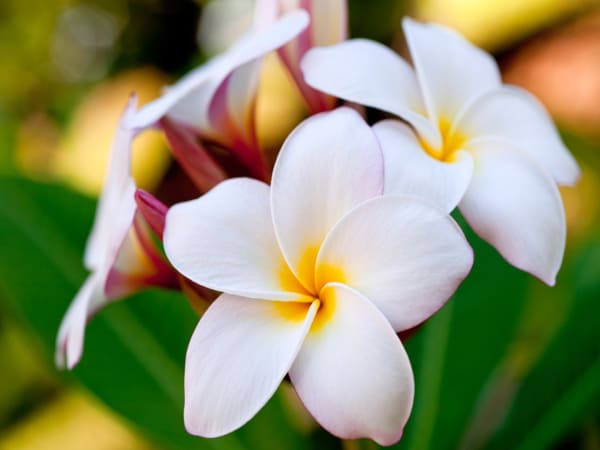 Thấy hoa sứ chọn số nào để may mắn